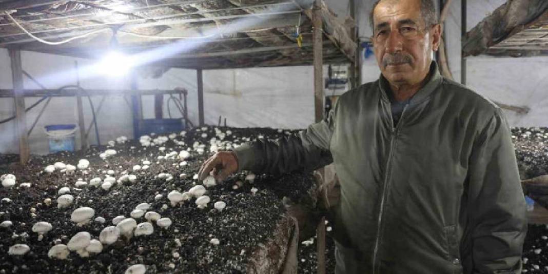 Ahırda başladığı üretim 3 çadırda sürüyor: 70 günde bir 3 defa hasat ediyor 3